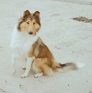 Tri factored online sable collie