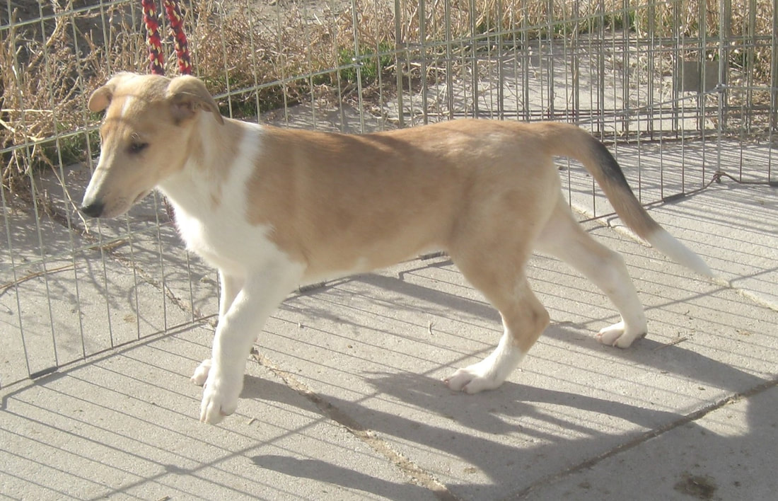Sable merle hot sale collie