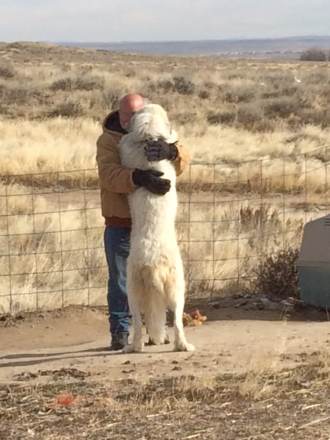 Full blooded great pyrenees sales
